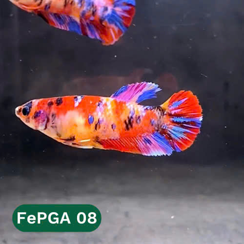 Queen Giant Female Betta Fish | You Pick Fish | High Grade