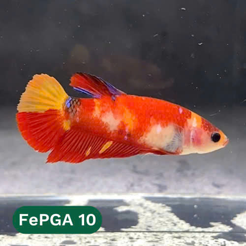 Queen Giant Female Betta Fish | You Pick Fish | High Grade
