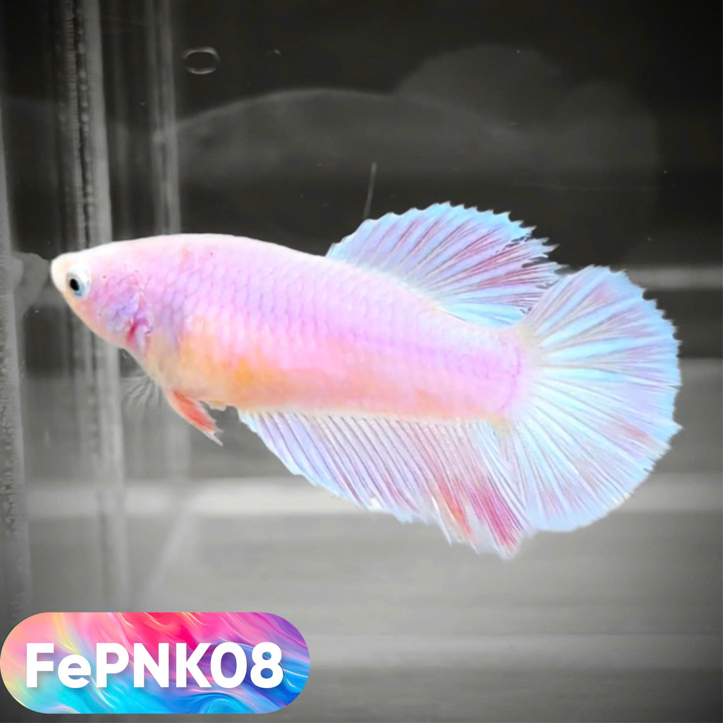 Pink Halfmoon Female Betta Fish | You Pick Fish | Rare Color