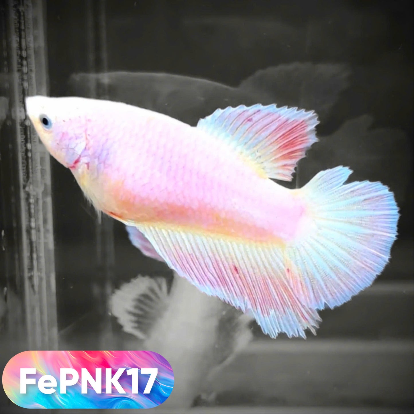 Pink Halfmoon Female Betta Fish | You Pick Fish | Rare Color