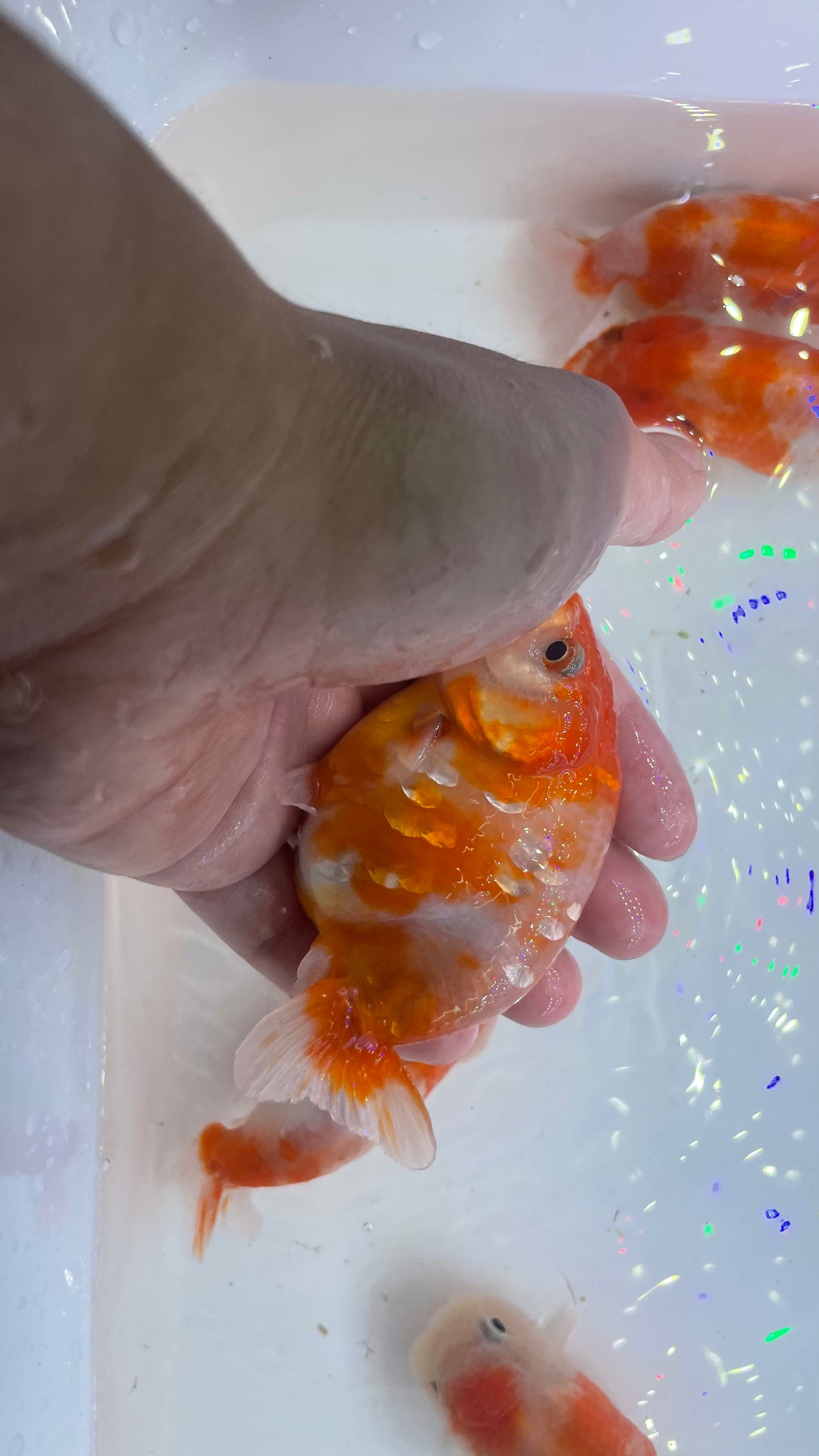Baby Sakura Ranchu Goldfish 2.5 - 3 Inches