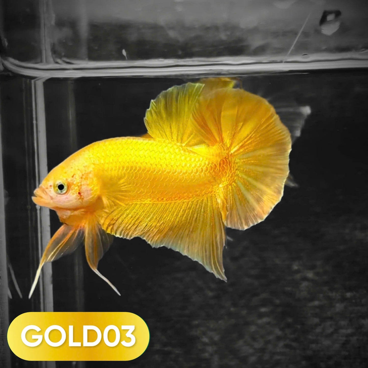 Super Gold Plakat Male Betta Fish