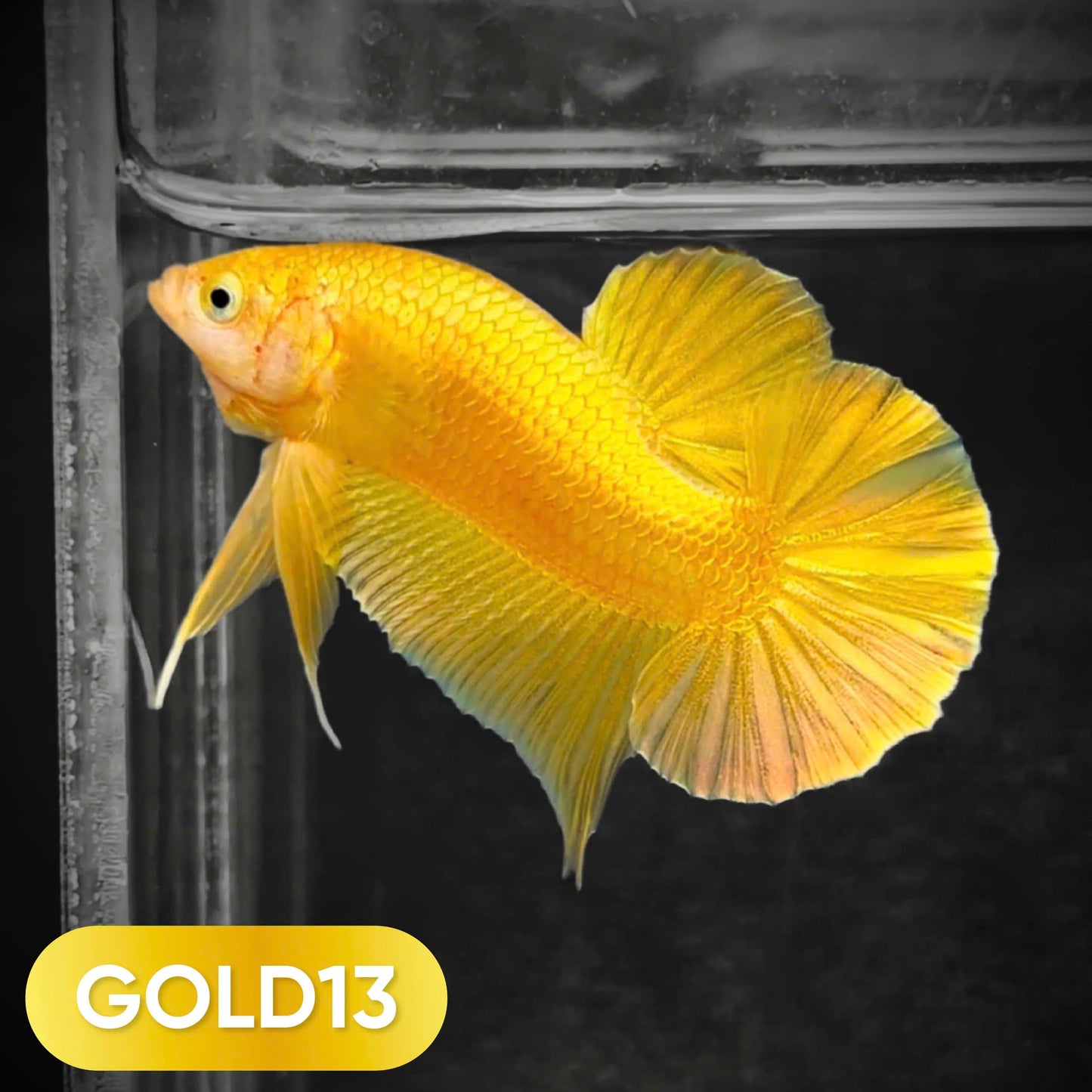Super Gold Plakat Male Betta Fish