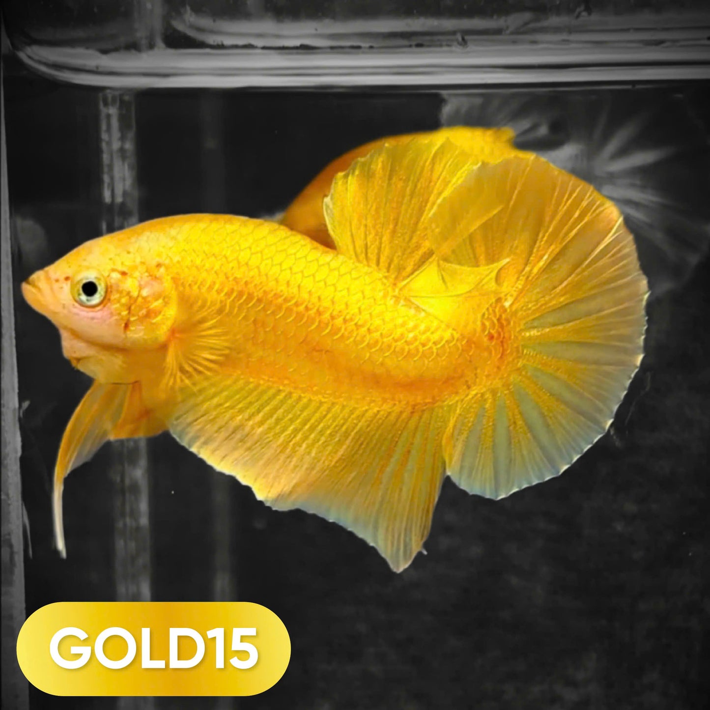 Super Gold Plakat Male Betta Fish