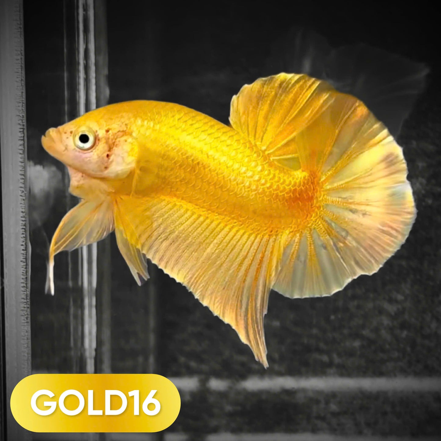 Super Gold Plakat Male Betta Fish