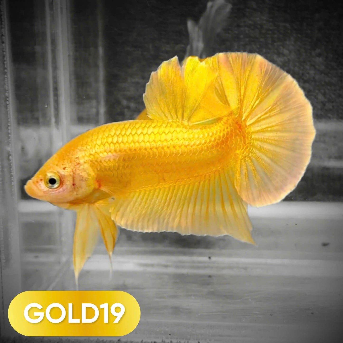 Super Gold Plakat Male Betta Fish