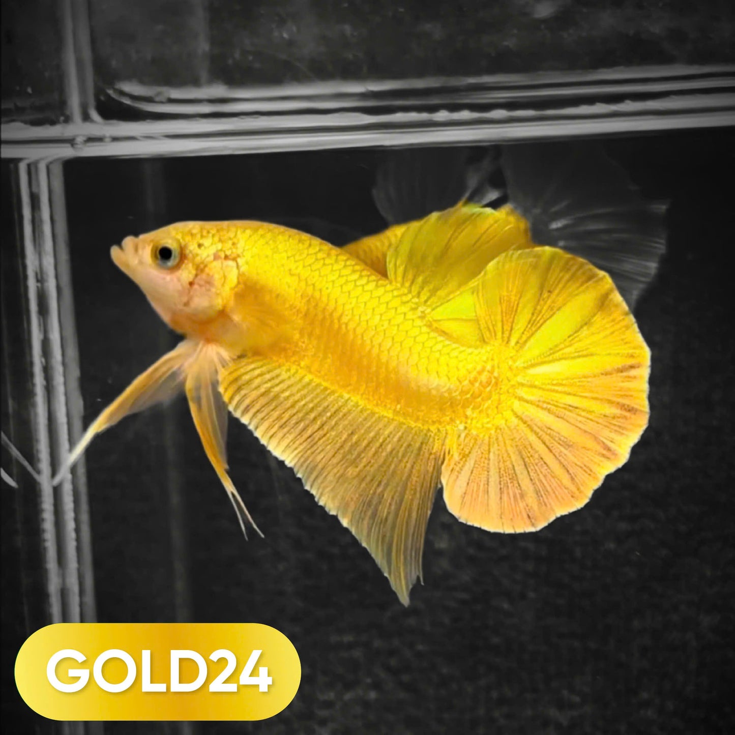 Super Gold Plakat Male Betta Fish