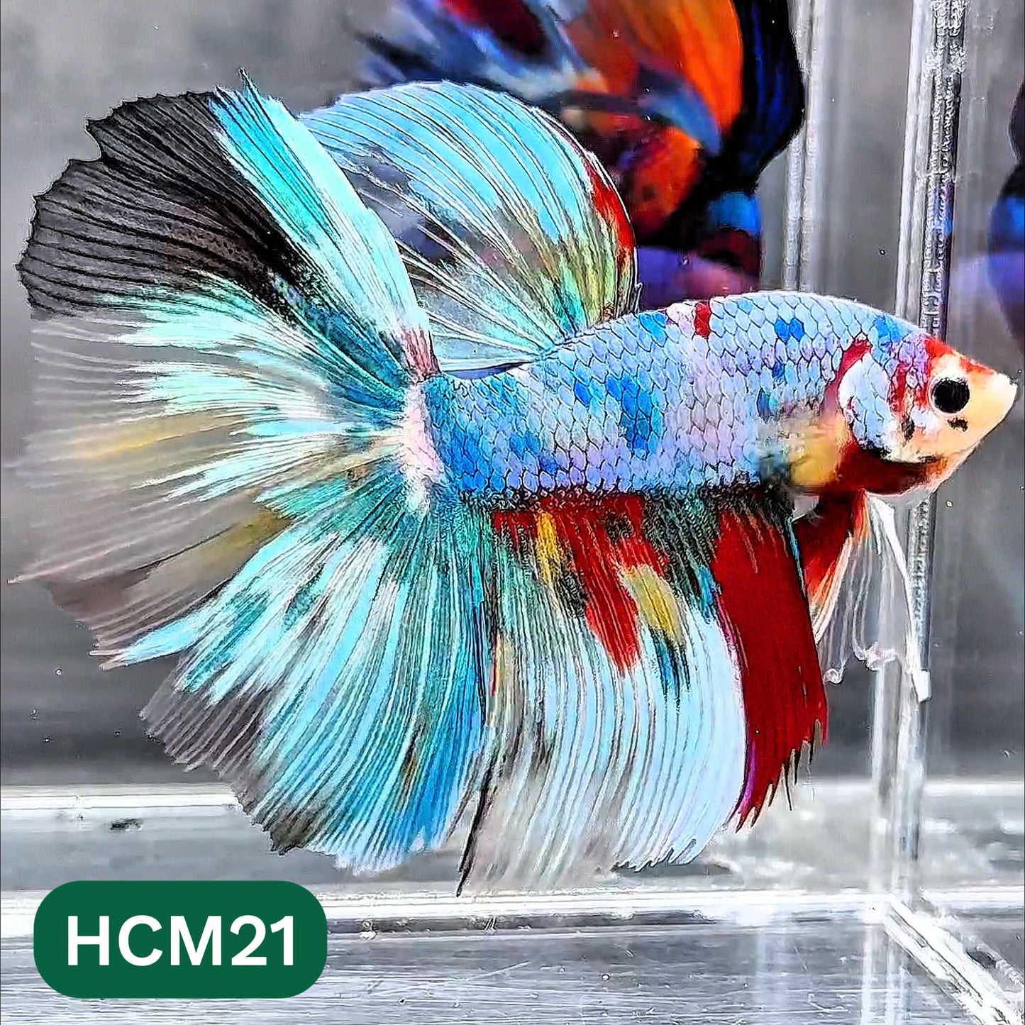 Multicolor Halfmoon Male Betta Fish | High Grade | Order Directly From Farm | You Pick Fish |