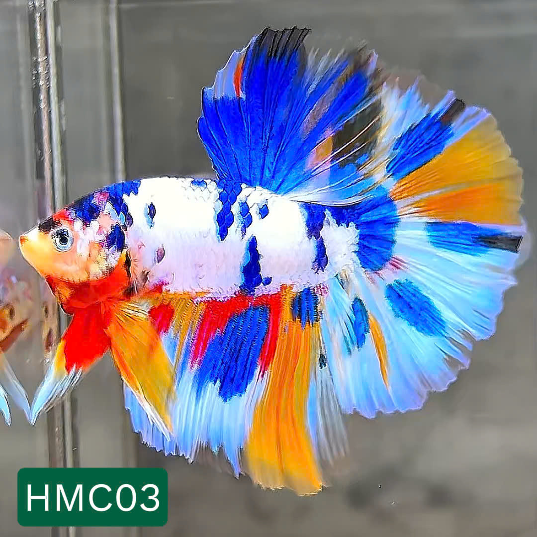 Multicolor Halfmoon Male Betta Fish | High Grade | Order Directly From Farm | You Pick Fish |
