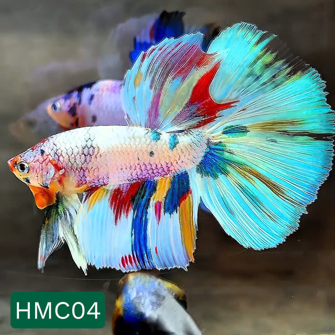 Multicolor Halfmoon Male Betta Fish | High Grade | Order Directly From Farm | You Pick Fish |