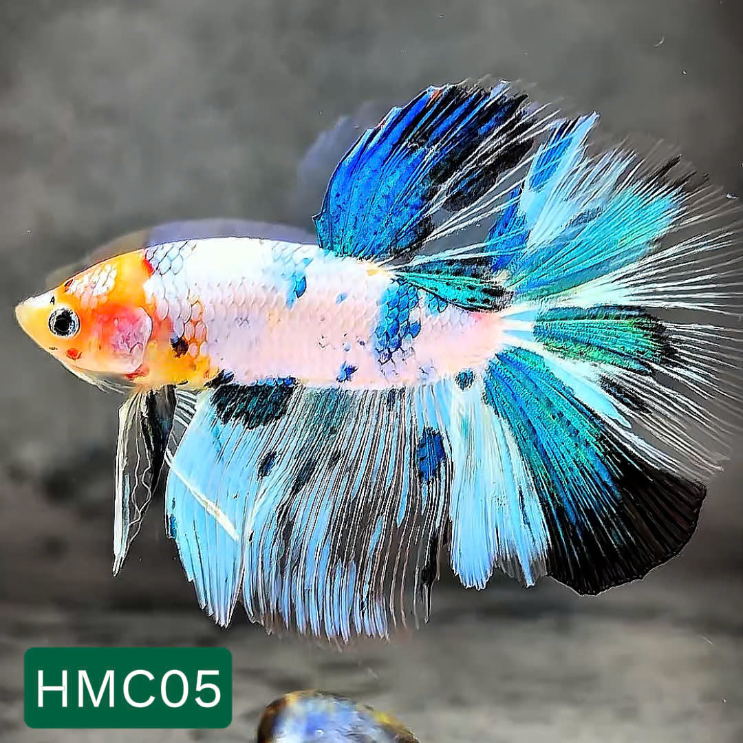 Multicolor Halfmoon Male Betta Fish | High Grade | Order Directly From Farm | You Pick Fish |