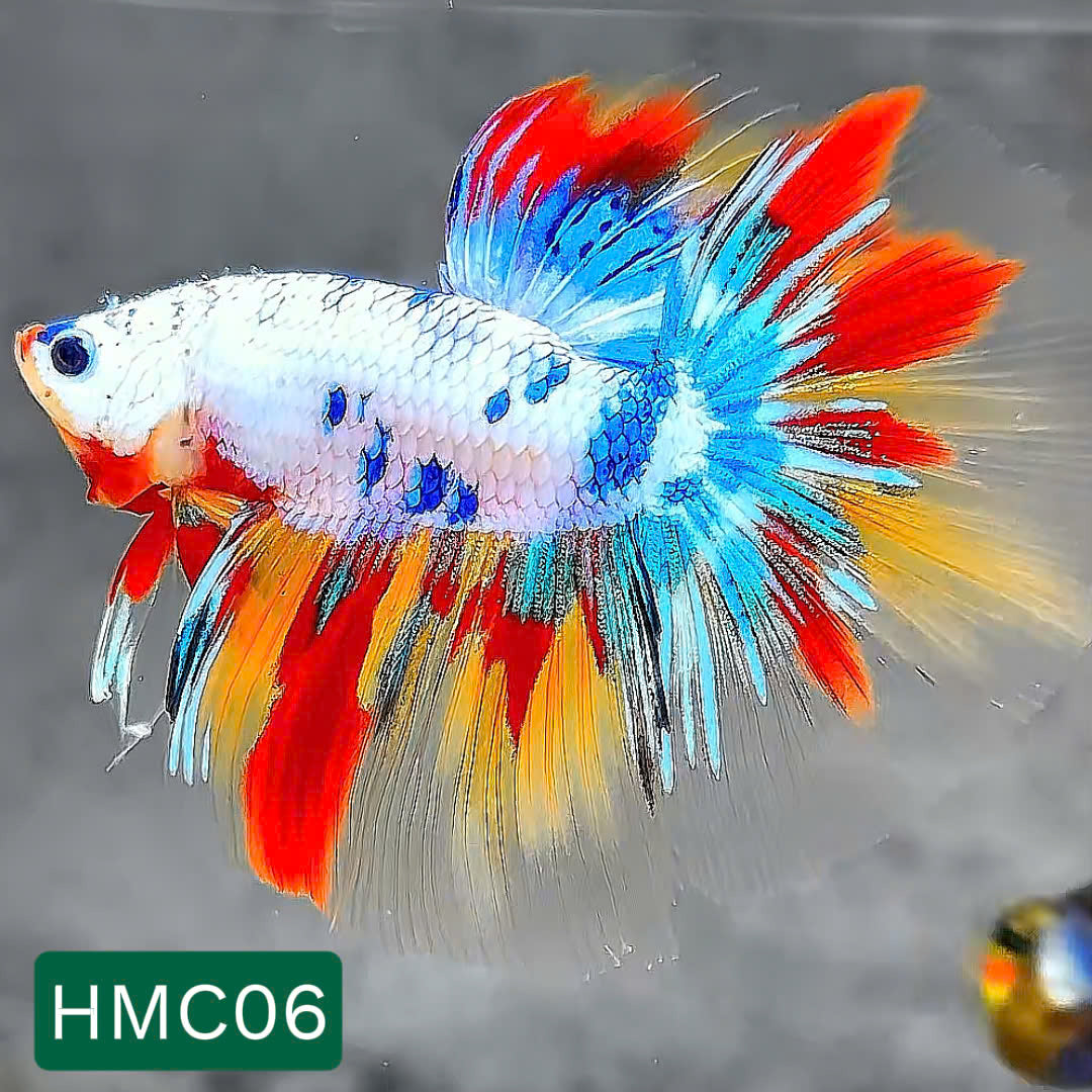 Multicolor Halfmoon Male Betta Fish | High Grade | Order Directly From Farm | You Pick Fish |