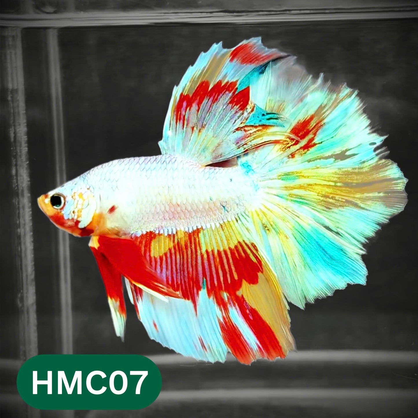 Multicolor Halfmoon Male Betta Fish | Order Directly From Farm | You Pick Fish