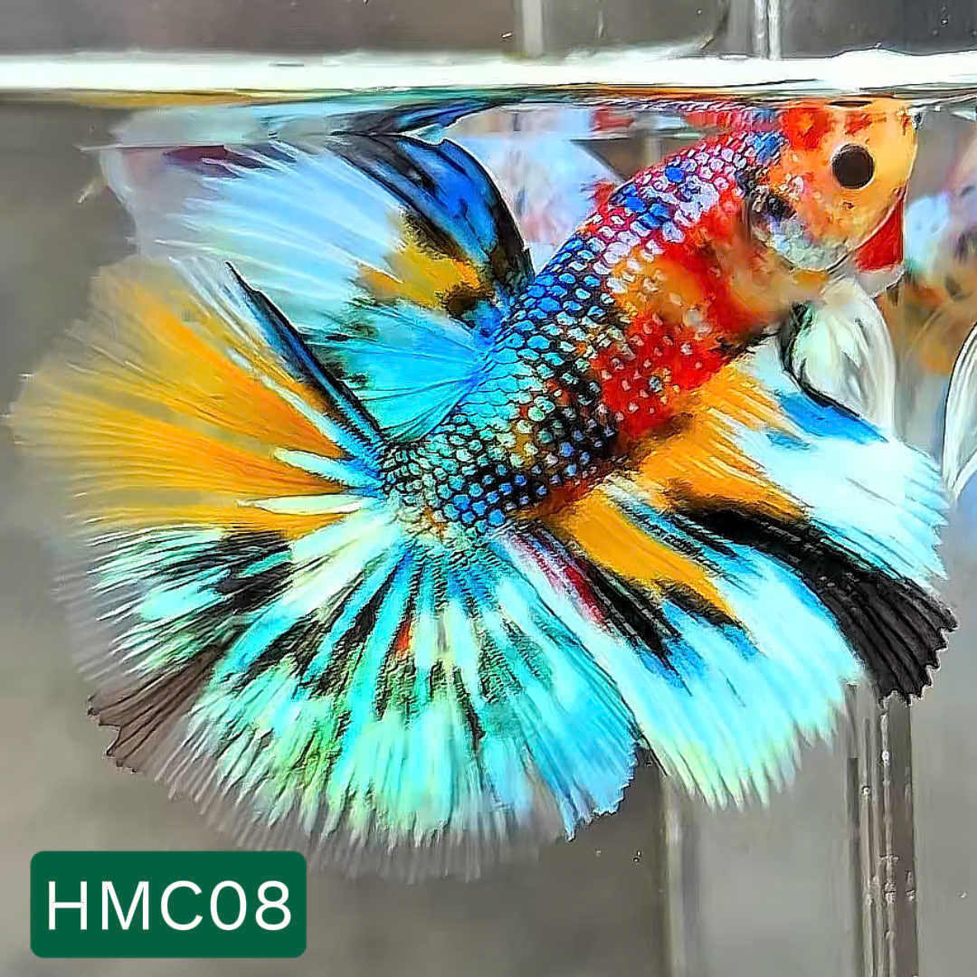 Multicolor Halfmoon Male Betta Fish | High Grade | Order Directly From Farm | You Pick Fish |