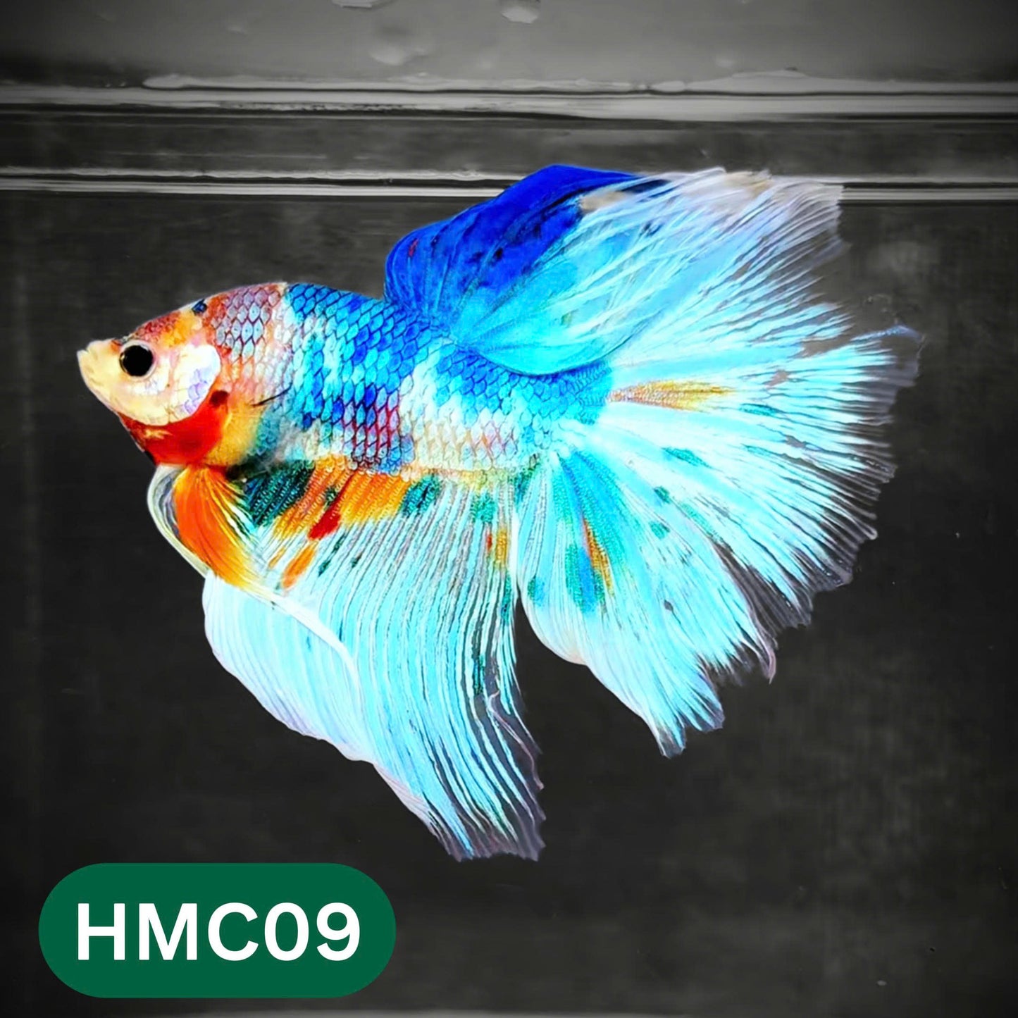 Multicolor Halfmoon Male Betta Fish | Order Directly From Farm | You Pick Fish