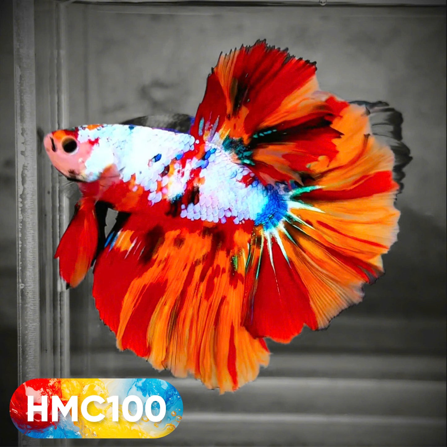 Multicolor Halfmoon Male Betta Fish | High Grade | Order Directly From Farm | You Pick Fish |