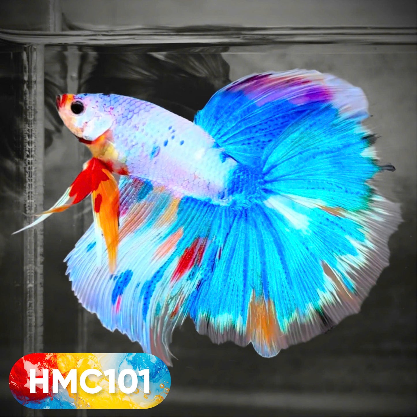 Multicolor Halfmoon Male Betta Fish | High Grade | Order Directly From Farm | You Pick Fish |