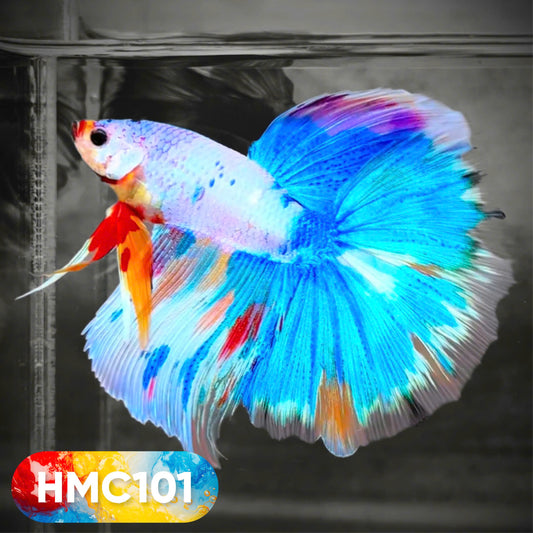 Multicolor Halfmoon Male Betta Fish | High Grade | Order Directly From Farm |  You Pick Fish |
