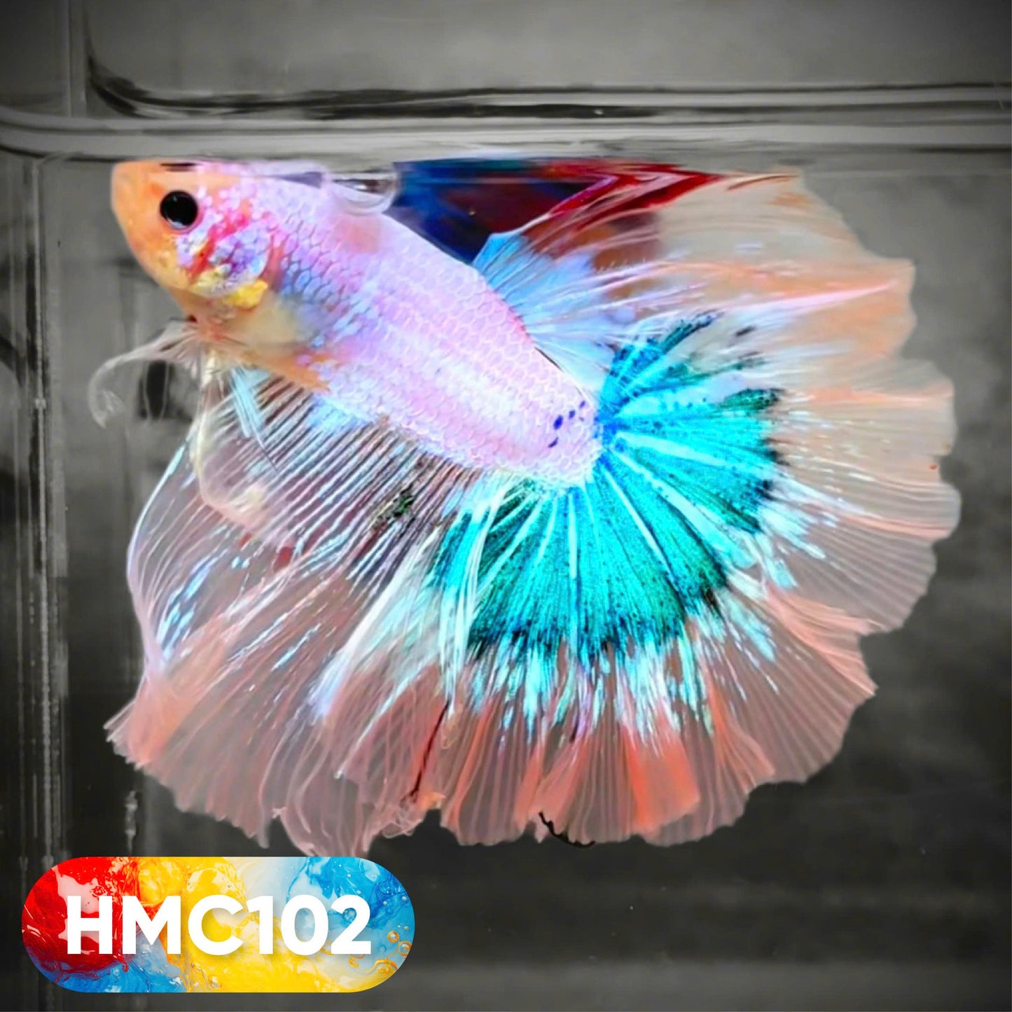 Multicolor Halfmoon Male Betta Fish | High Grade | Order Directly From Farm | You Pick Fish |