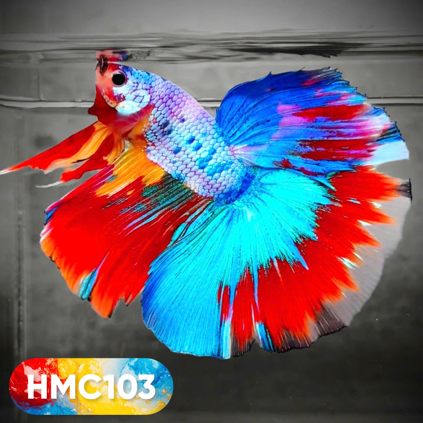 Multicolor Halfmoon Male Betta Fish | High Grade | Order Directly From Farm | You Pick Fish |