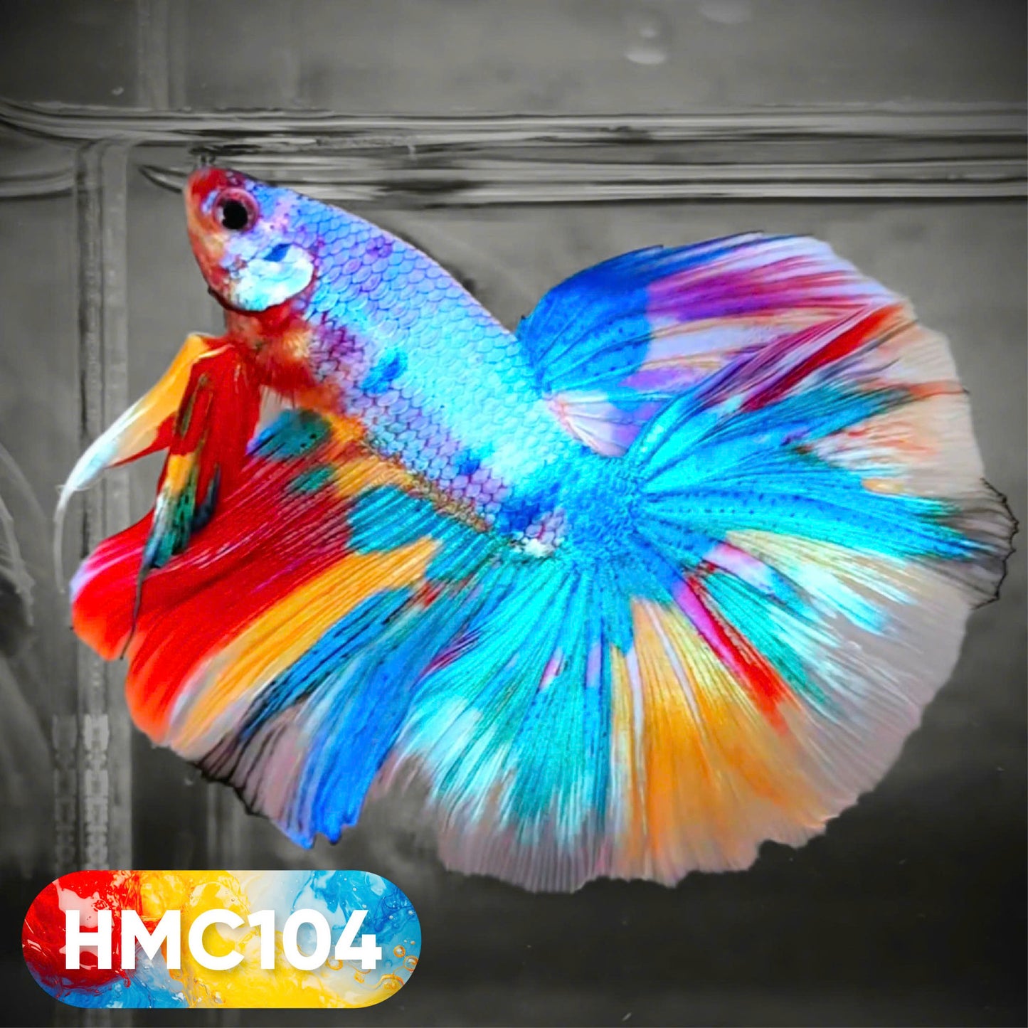 Multicolor Halfmoon Male Betta Fish | High Grade | Order Directly From Farm | You Pick Fish |