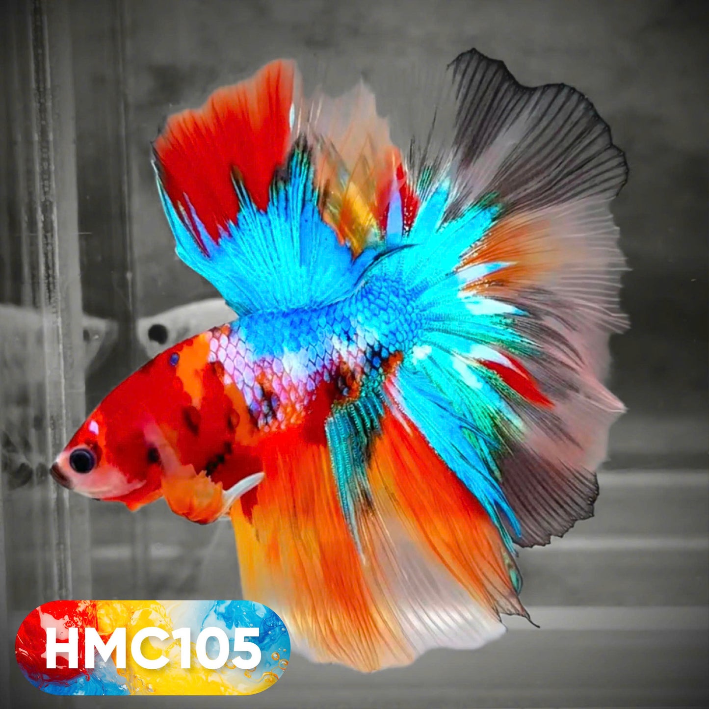 Multicolor Halfmoon Male Betta Fish | High Grade | Order Directly From Farm | You Pick Fish |