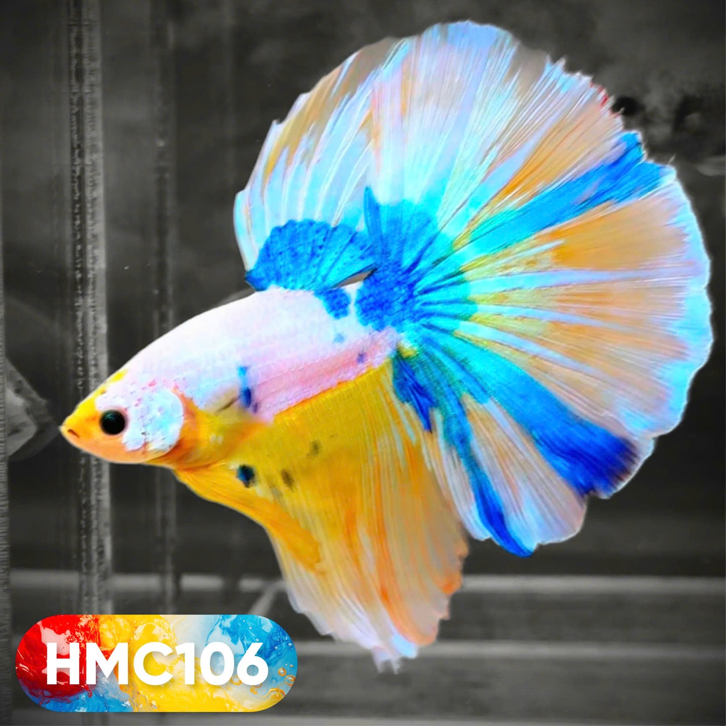 Multicolor Halfmoon Male Betta Fish | High Grade | Order Directly From Farm | You Pick Fish |