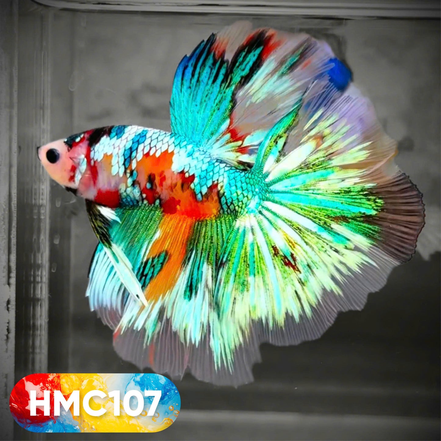 Multicolor Halfmoon Male Betta Fish | High Grade | Order Directly From Farm | You Pick Fish |