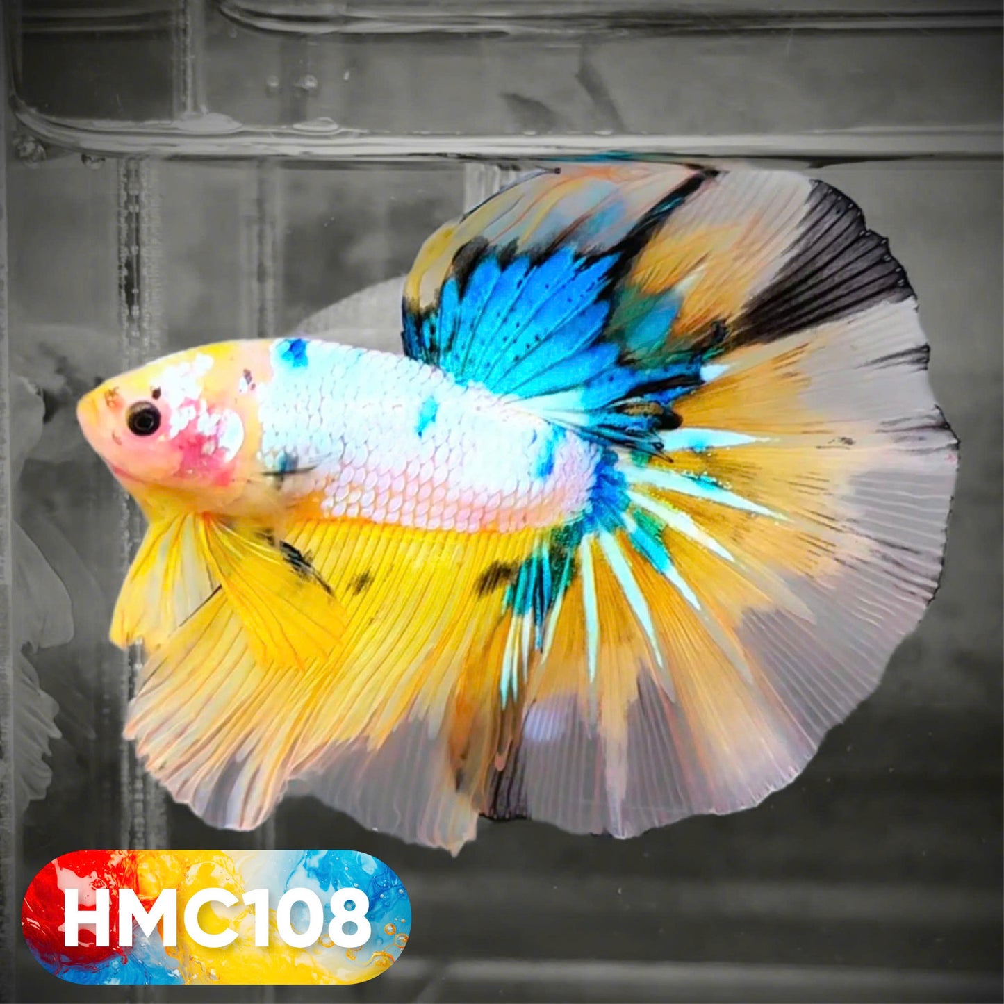 Multicolor Halfmoon Male Betta Fish | High Grade | Order Directly From Farm | You Pick Fish |