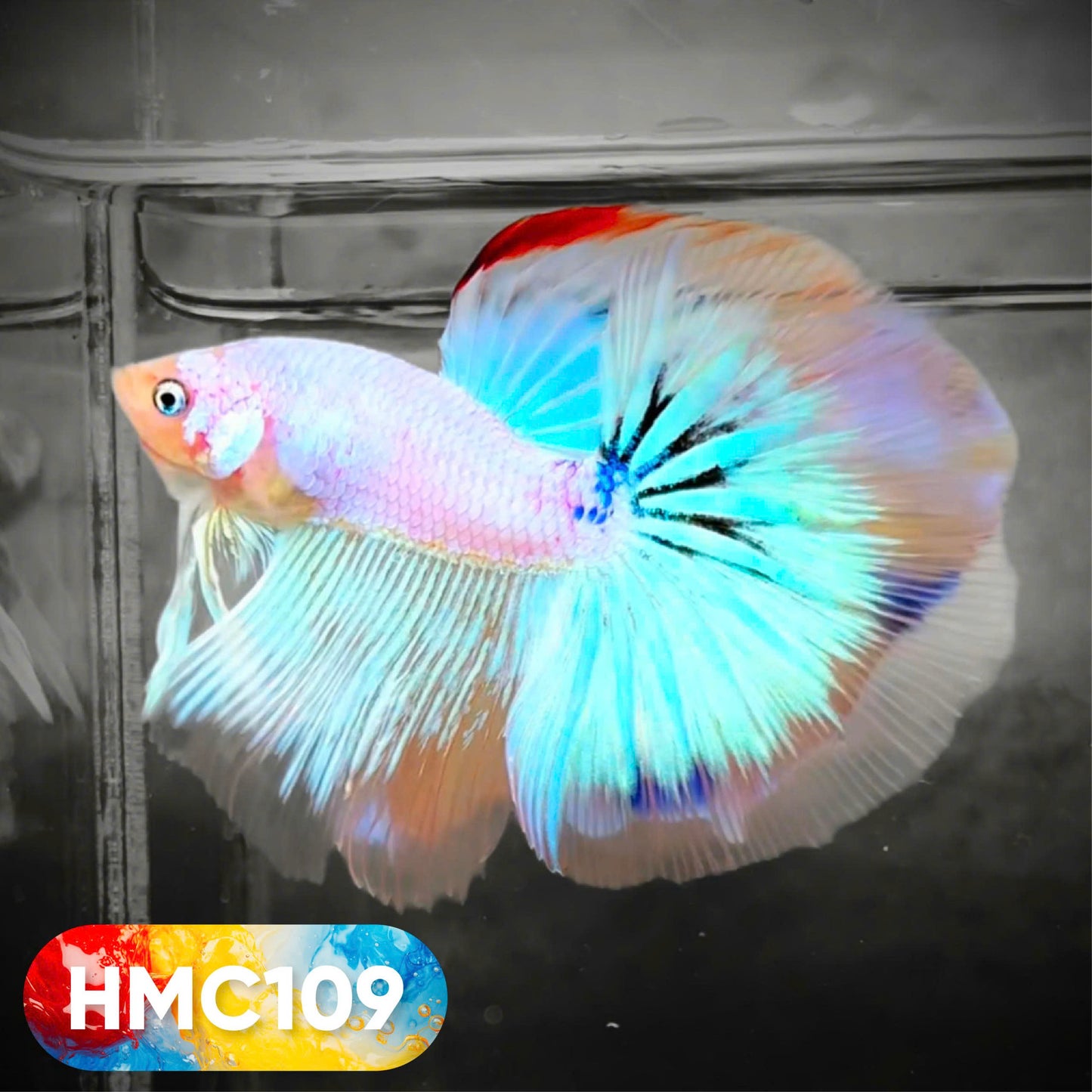 Multicolor Halfmoon Male Betta Fish | High Grade | Order Directly From Farm | You Pick Fish |