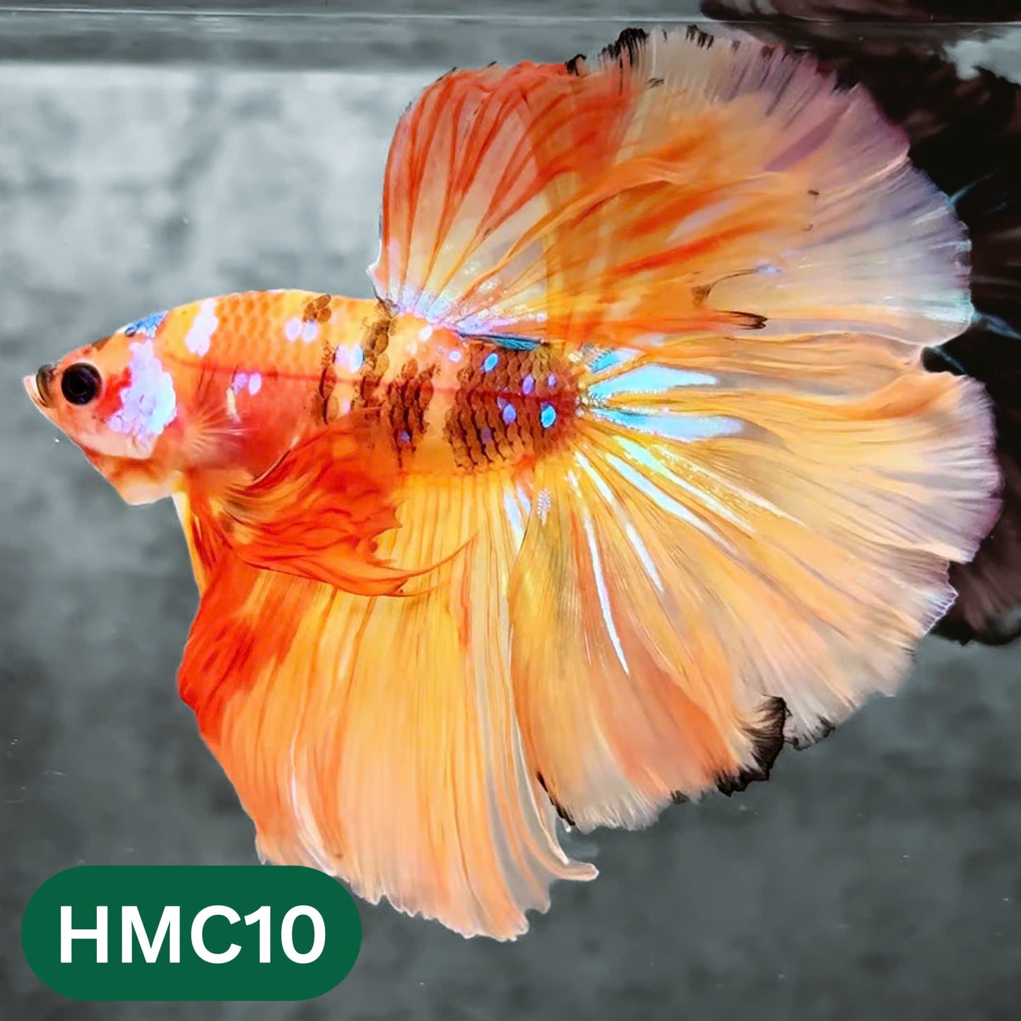 Multicolor Halfmoon Male Betta Fish | High Grade | Order Directly From Farm | You Pick Fish |