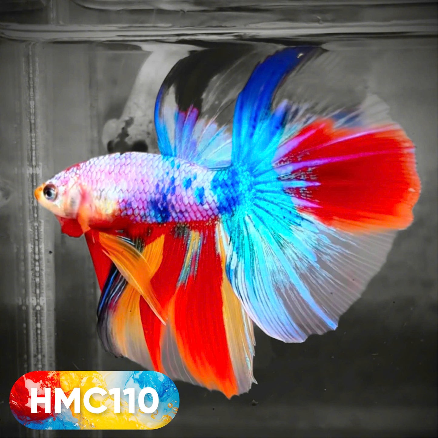 Multicolor Halfmoon Male Betta Fish | High Grade | Order Directly From Farm | You Pick Fish |
