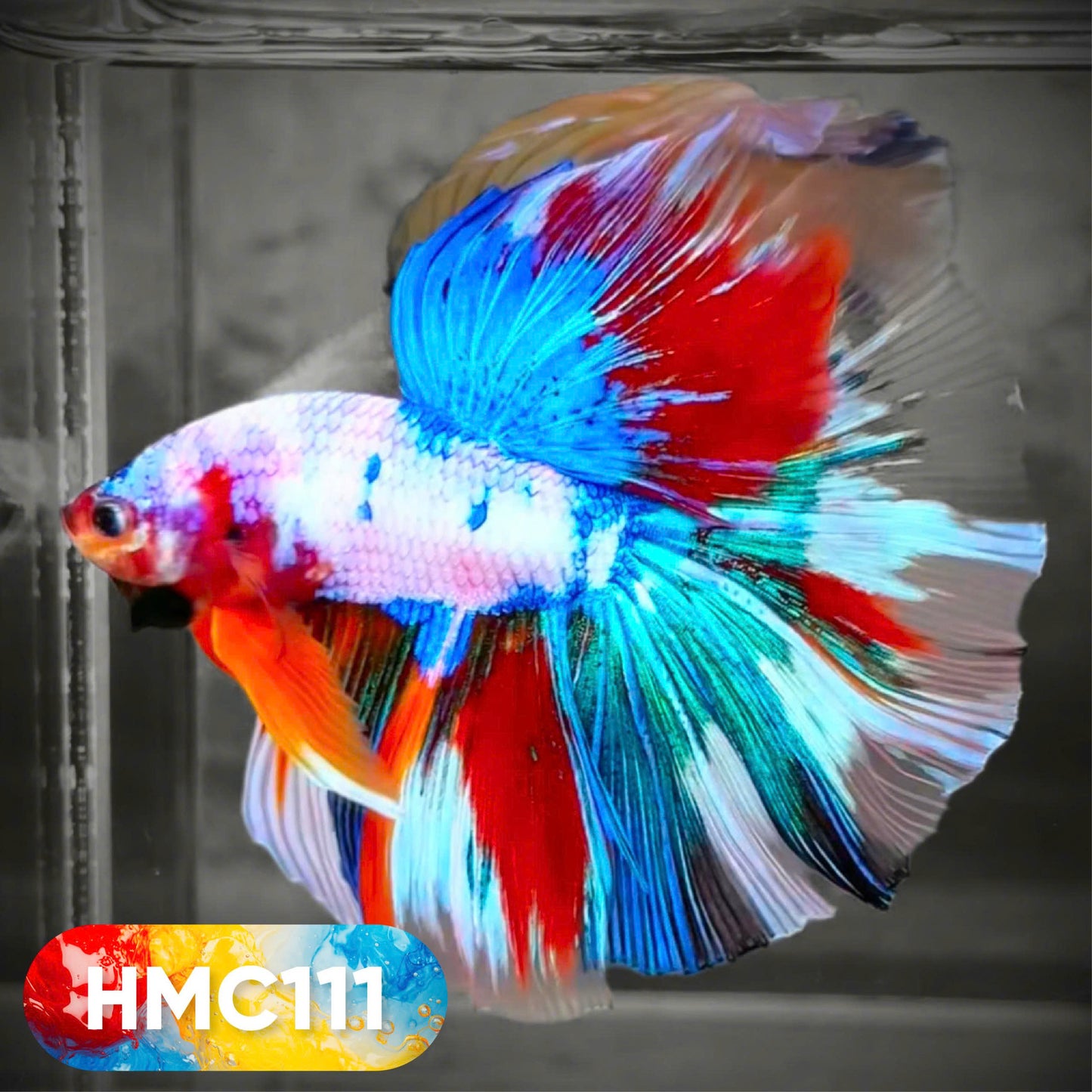 Multicolor Halfmoon Male Betta Fish | High Grade | Order Directly From Farm | You Pick Fish |