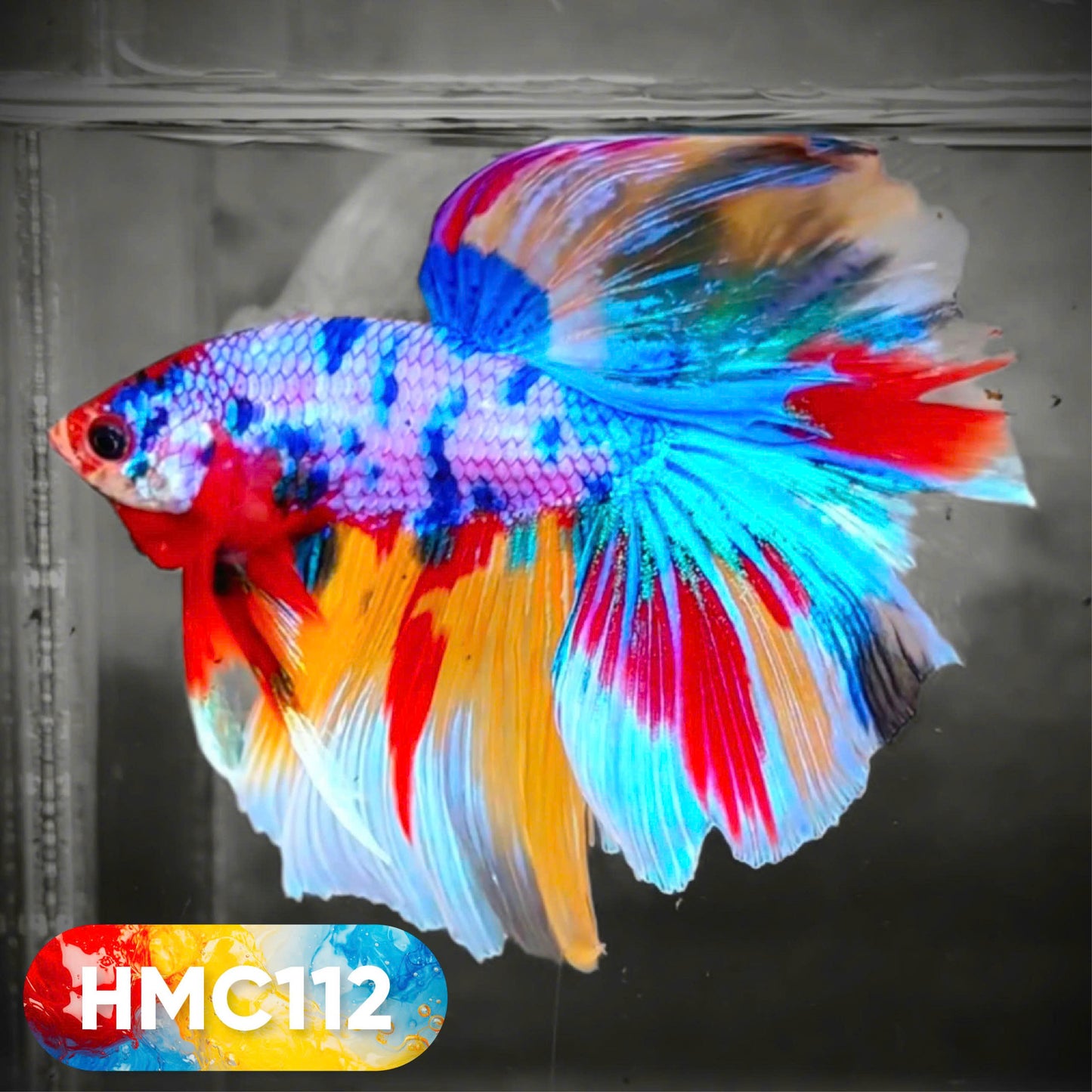 Multicolor Halfmoon Male Betta Fish | High Grade | Order Directly From Farm | You Pick Fish |