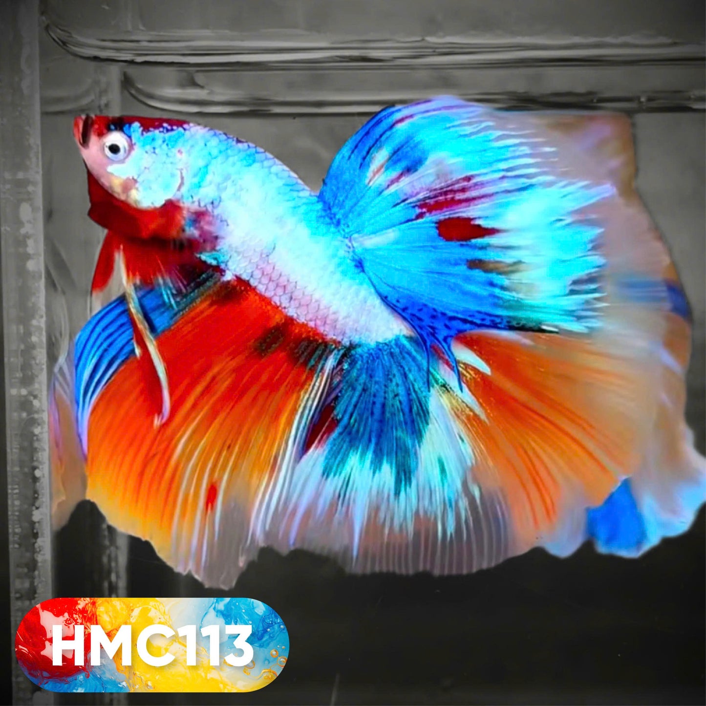 Multicolor Halfmoon Male Betta Fish | High Grade | Order Directly From Farm | You Pick Fish |