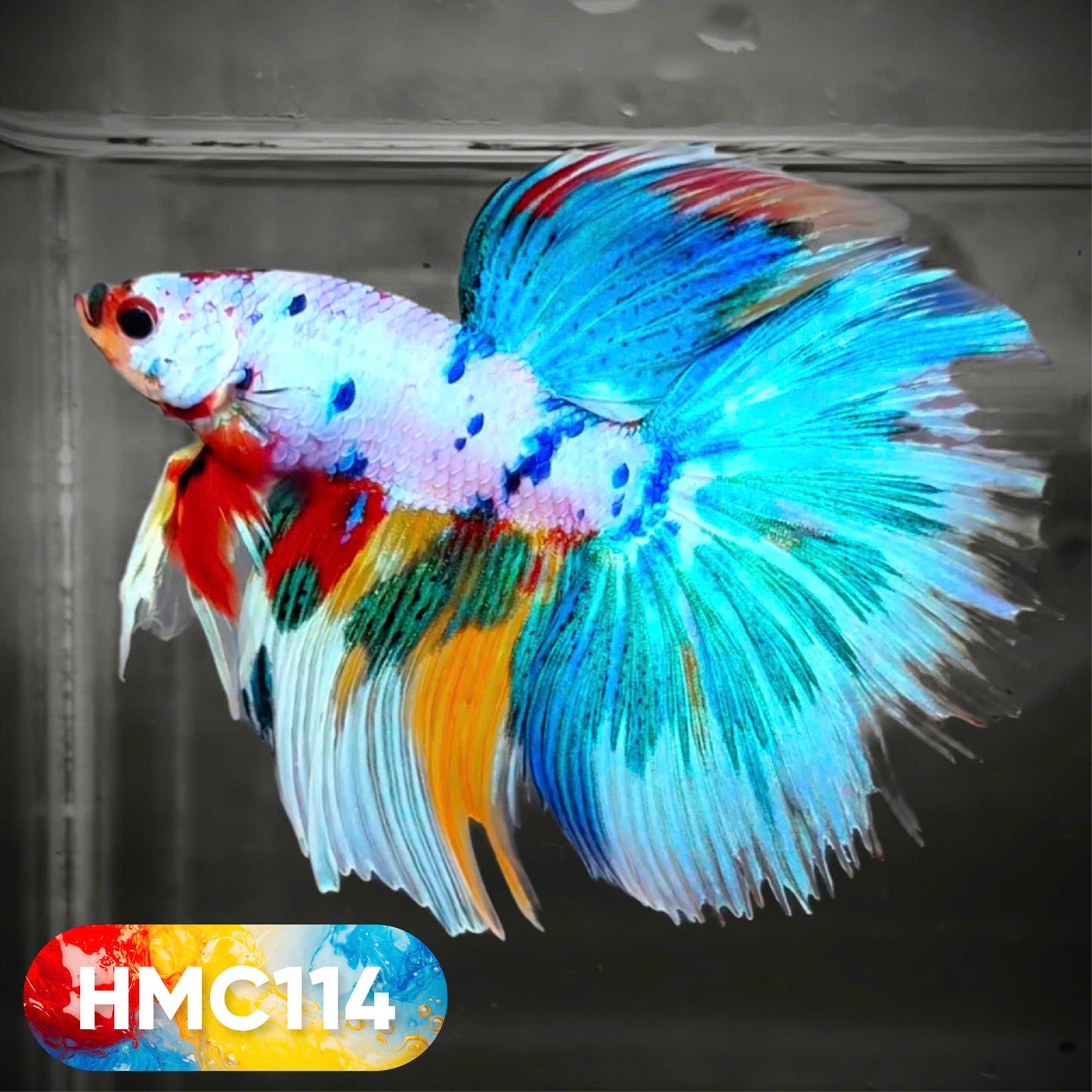 Multicolor Halfmoon Male Betta Fish | High Grade | Order Directly From Farm | You Pick Fish |
