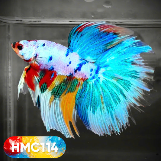 Multicolor Halfmoon Male Betta Fish | High Grade | Order Directly From Farm |  You Pick Fish |