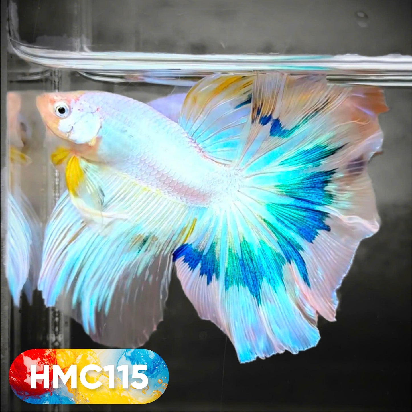 Multicolor Halfmoon Male Betta Fish | High Grade | Order Directly From Farm | You Pick Fish |