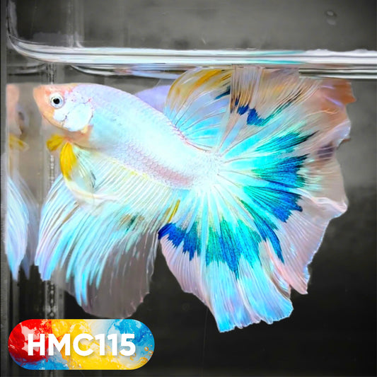 Multicolor Halfmoon Male Betta Fish | High Grade | Order Directly From Farm |  You Pick Fish |