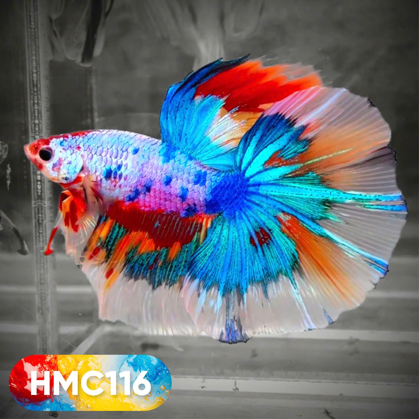 Multicolor Halfmoon Male Betta Fish | High Grade | Order Directly From Farm | You Pick Fish |