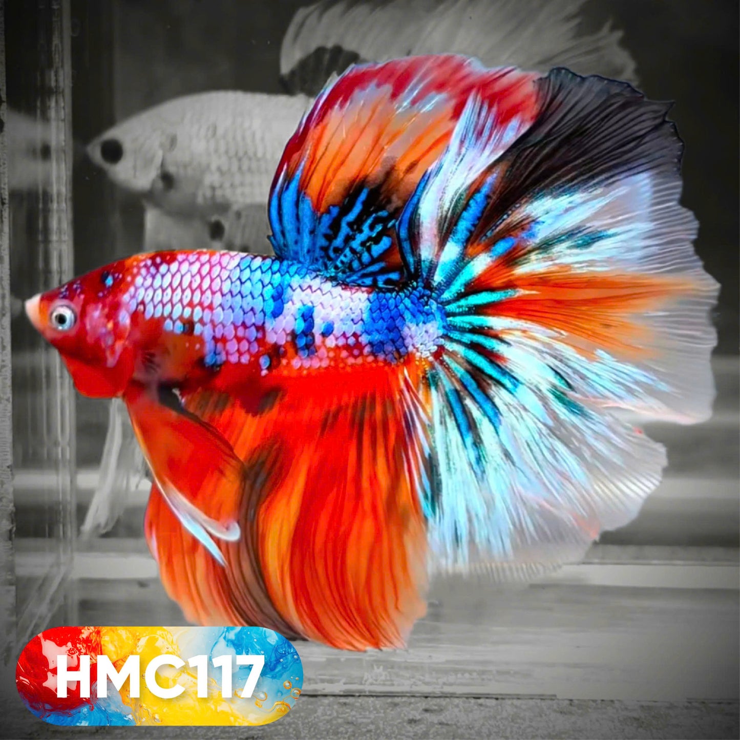 Multicolor Halfmoon Male Betta Fish | High Grade | Order Directly From Farm | You Pick Fish |