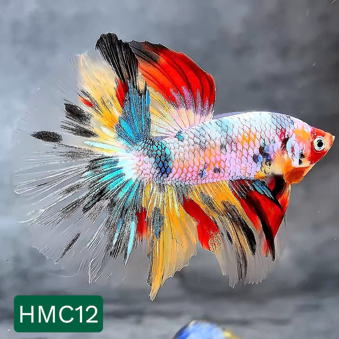 Multicolor Halfmoon Male Betta Fish | High Grade | Order Directly From Farm | You Pick Fish |