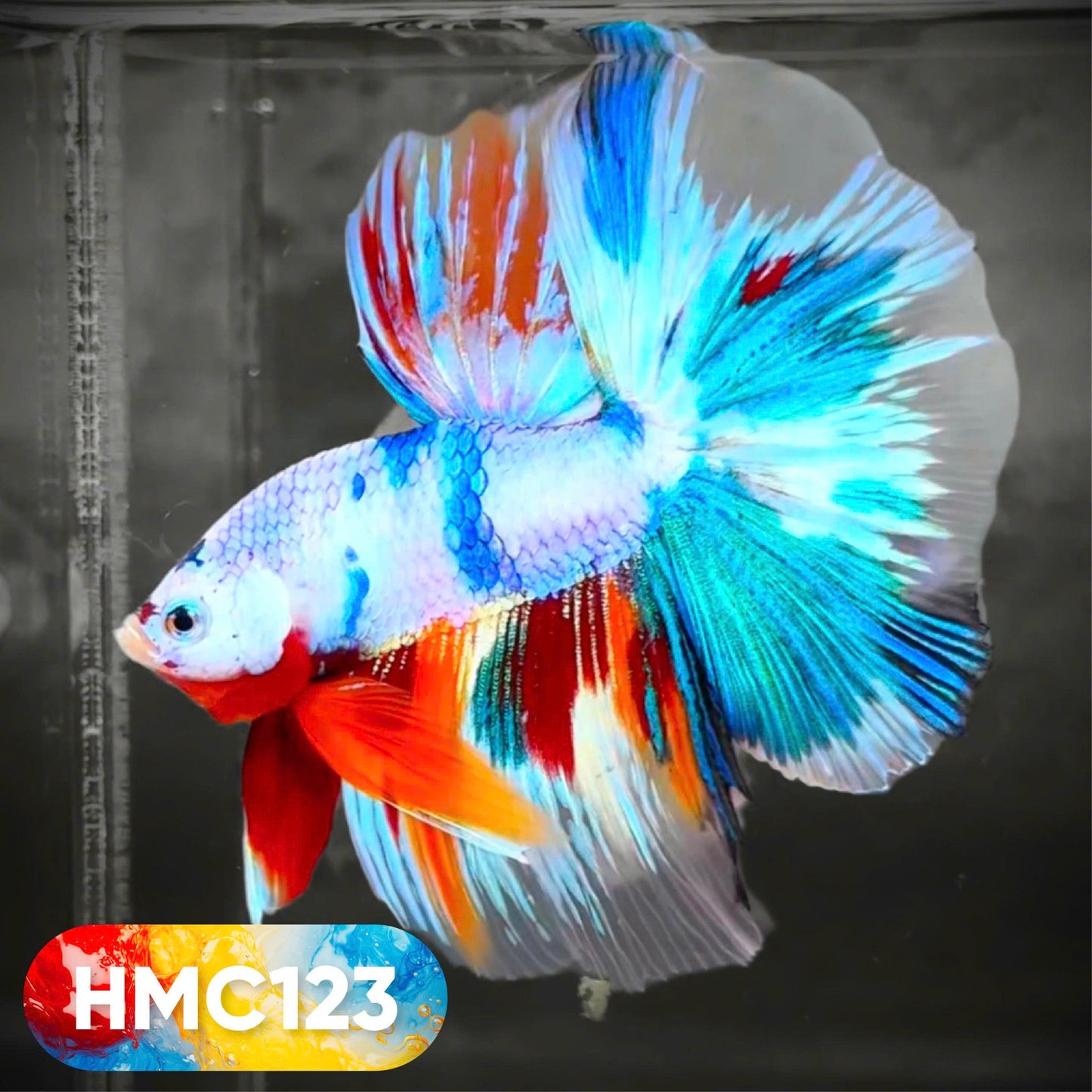 Multicolor Halfmoon Male Betta Fish | High Grade | Order Directly From Farm | You Pick Fish |