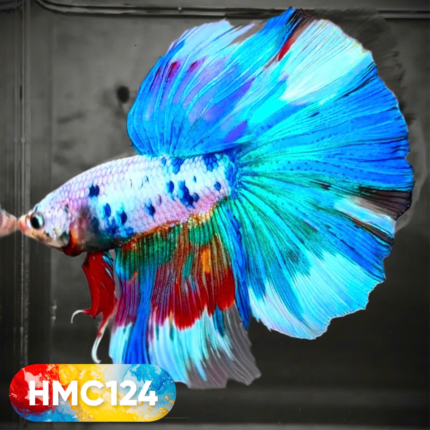 Multicolor Halfmoon Male Betta Fish | High Grade | Order Directly From Farm | You Pick Fish |