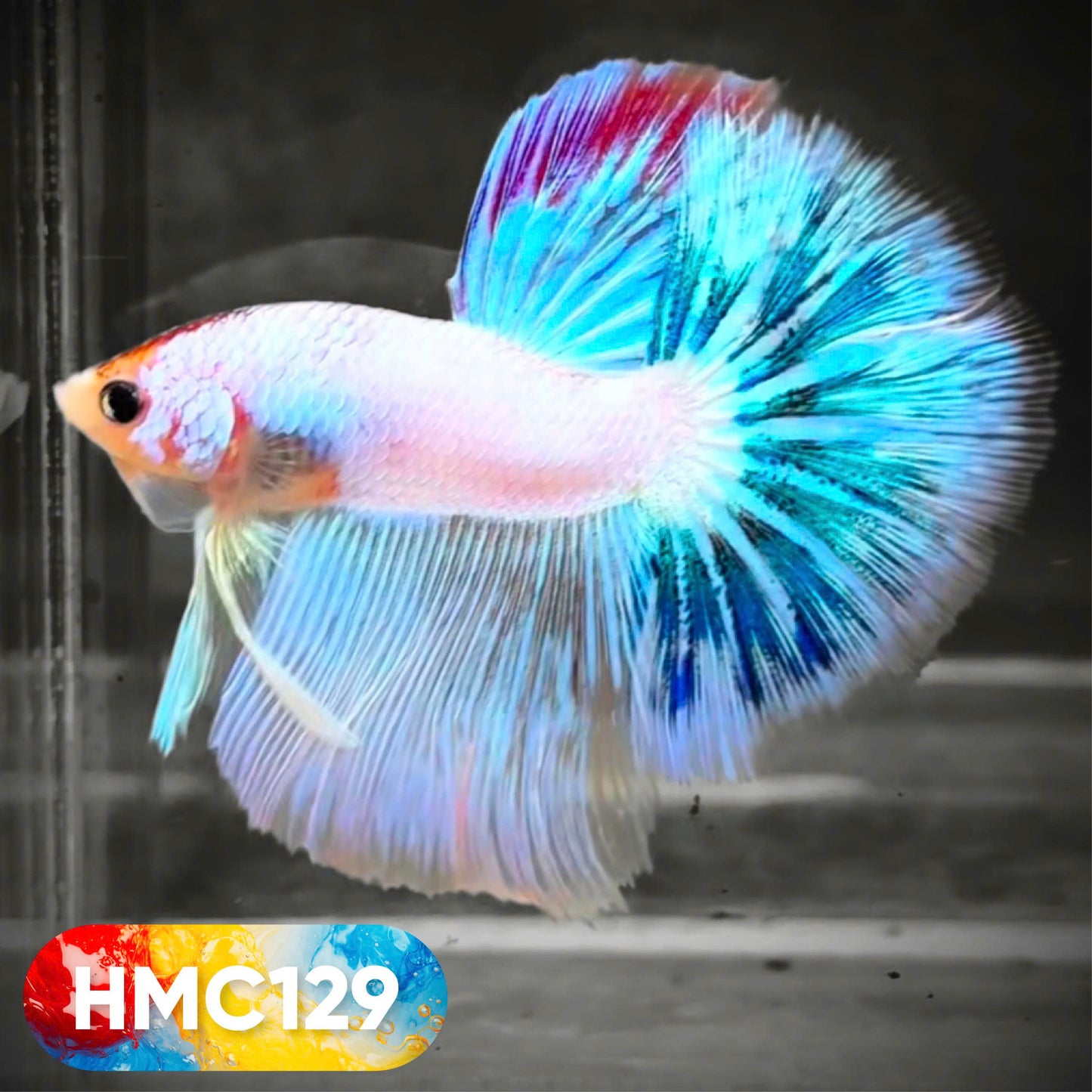 Multicolor Halfmoon Male Betta Fish | High Grade | Order Directly From Farm | You Pick Fish |