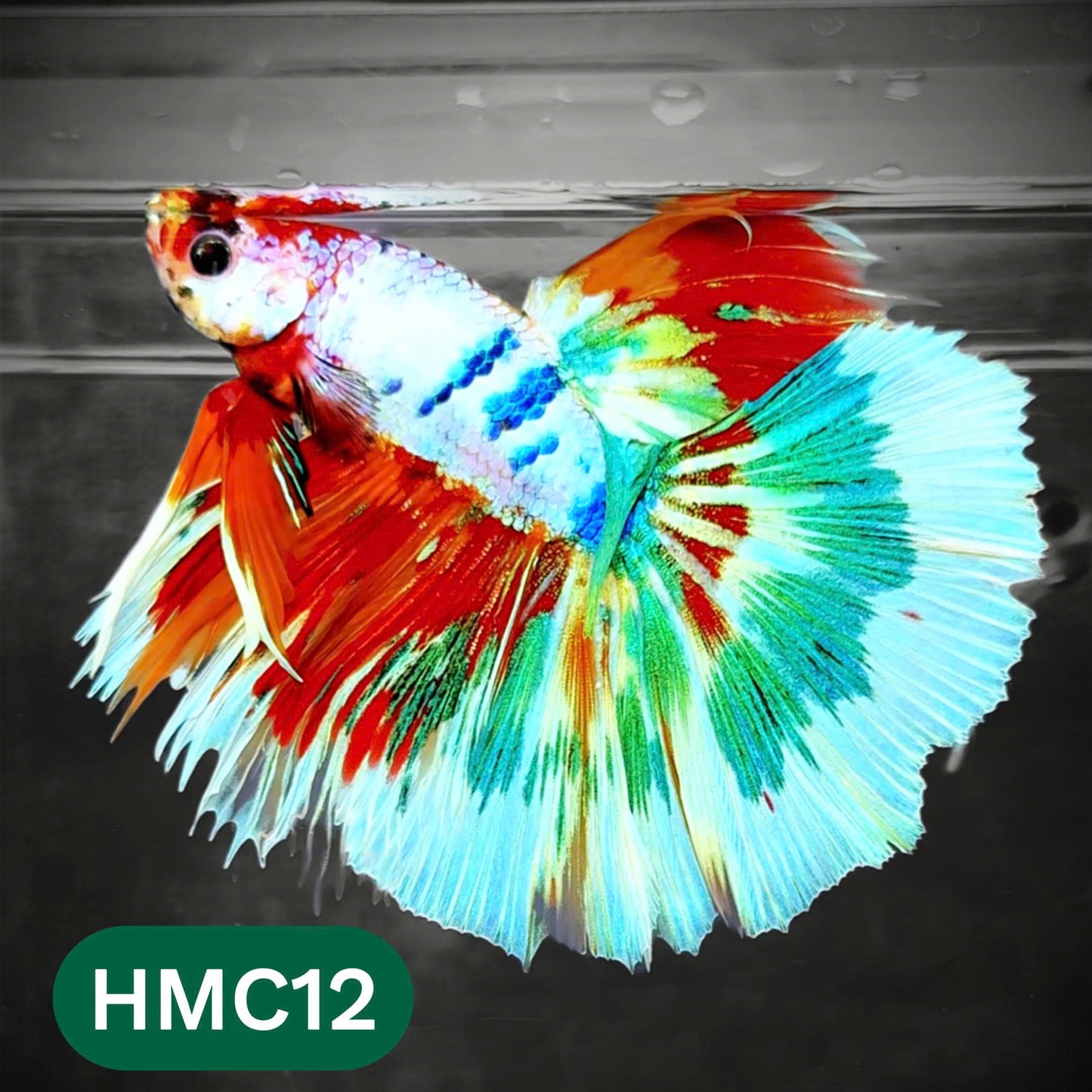 Multicolor Halfmoon Male Betta Fish | Order Directly From Farm | You Pick Fish
