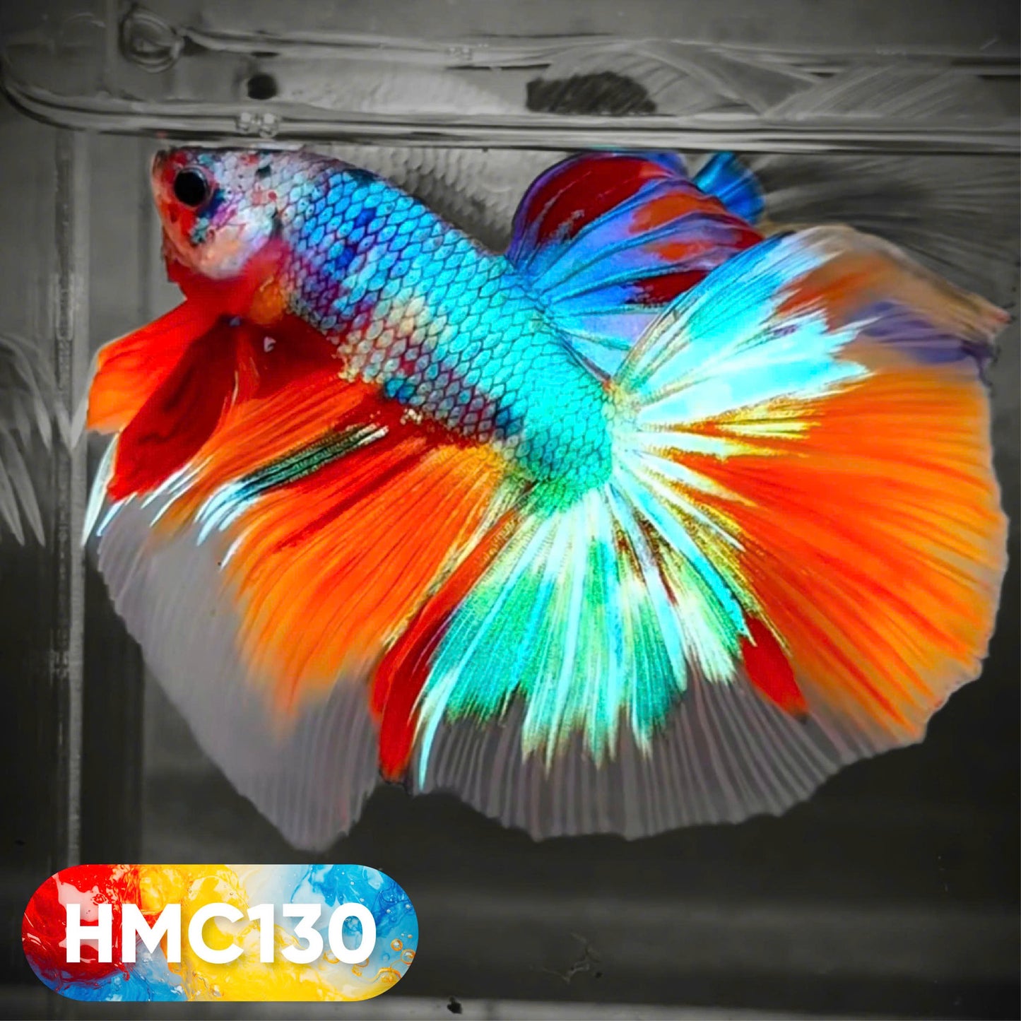 Multicolor Halfmoon Male Betta Fish | High Grade | Order Directly From Farm | You Pick Fish |