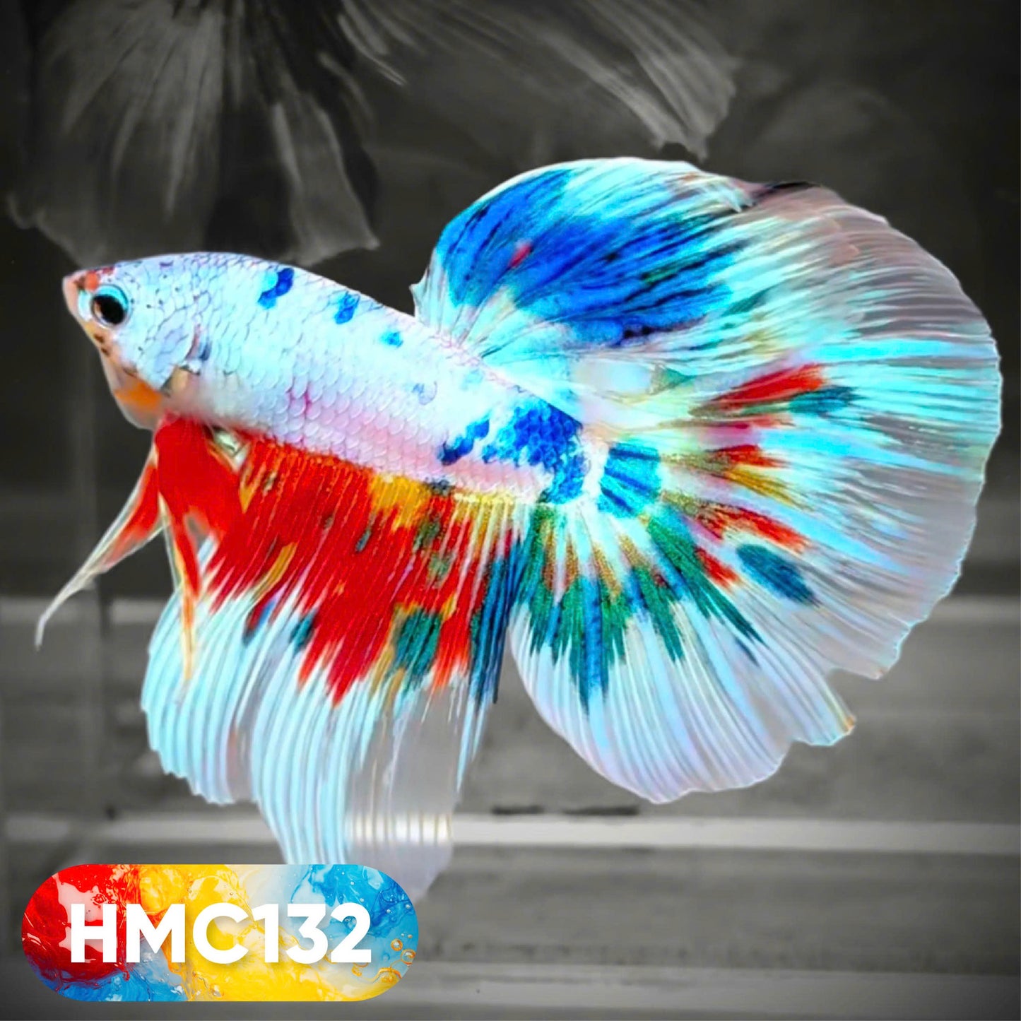 Multicolor Halfmoon Male Betta Fish | High Grade | Order Directly From Farm | You Pick Fish |