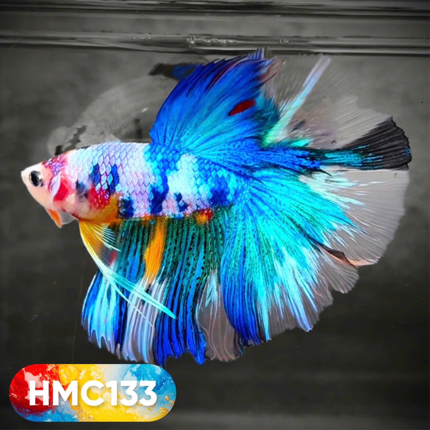 Multicolor Halfmoon Male Betta Fish | High Grade | Order Directly From Farm | You Pick Fish |