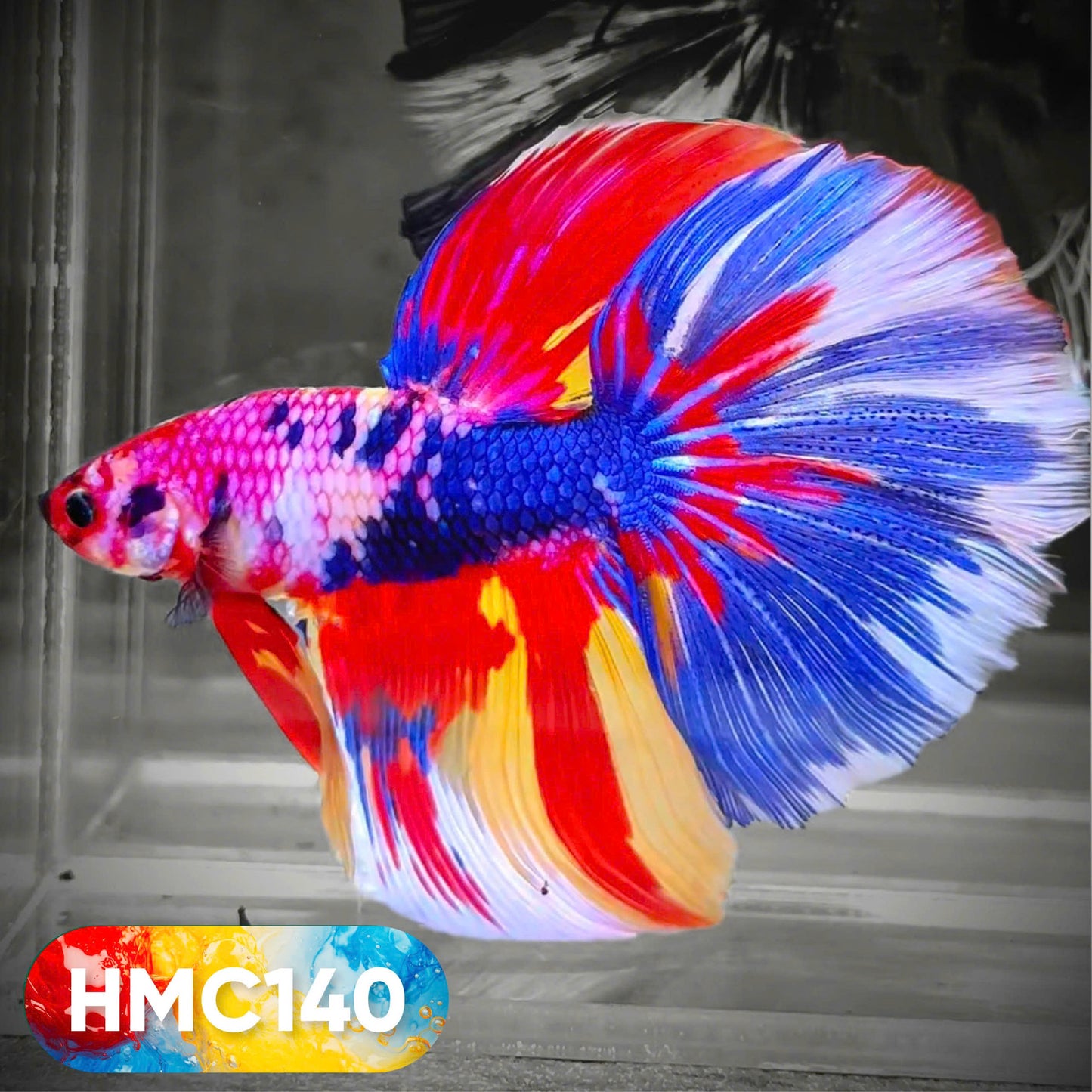 Multicolor Halfmoon Male Betta Fish | High Grade | Order Directly From Farm | You Pick Fish |